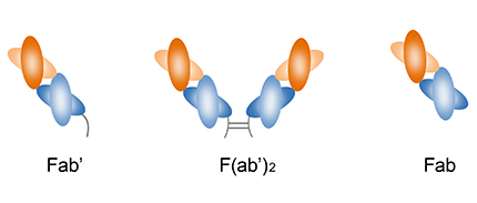 Fab 抗体片段