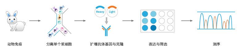 B细胞克隆