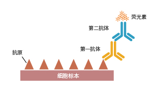 免疫细胞化学原理