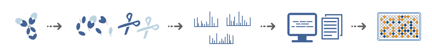 抗体测序流程